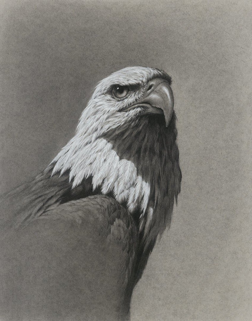 'Bald Eagle' by Vanessa Foley