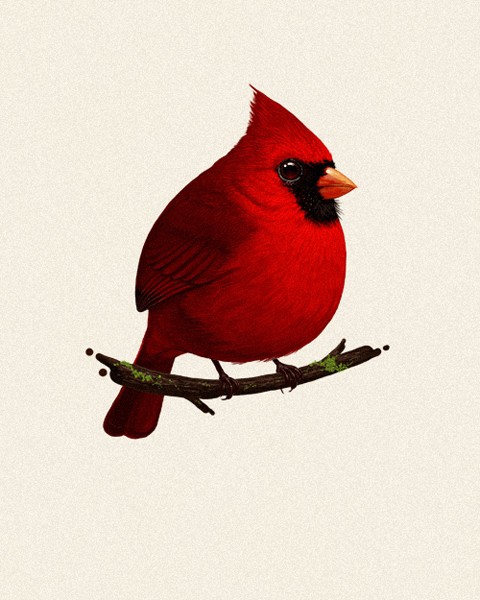 'Cardinal' by Mike Mitchell