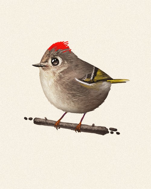 'Ruby Crowne Kinglet' by Mike Mitchell