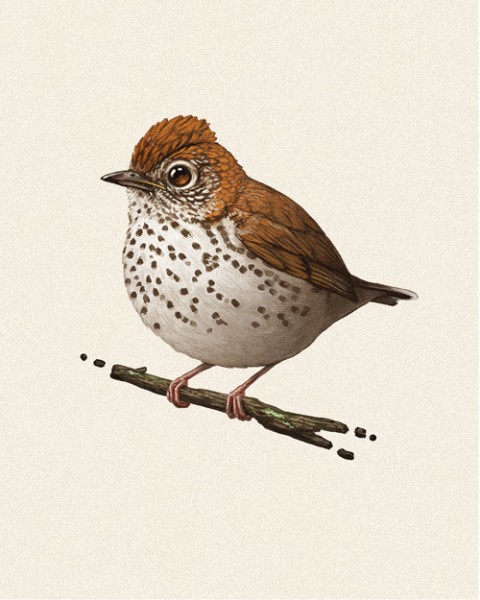 'Wood Thrush' by Mike Mitchell