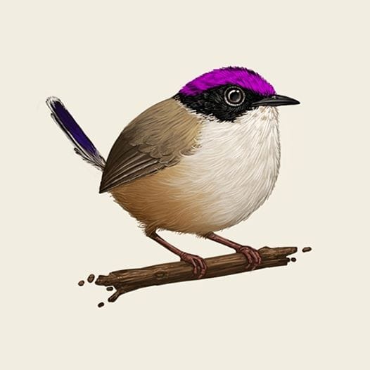 'Purple-Crowned Fairywren' by Mike Mitchell