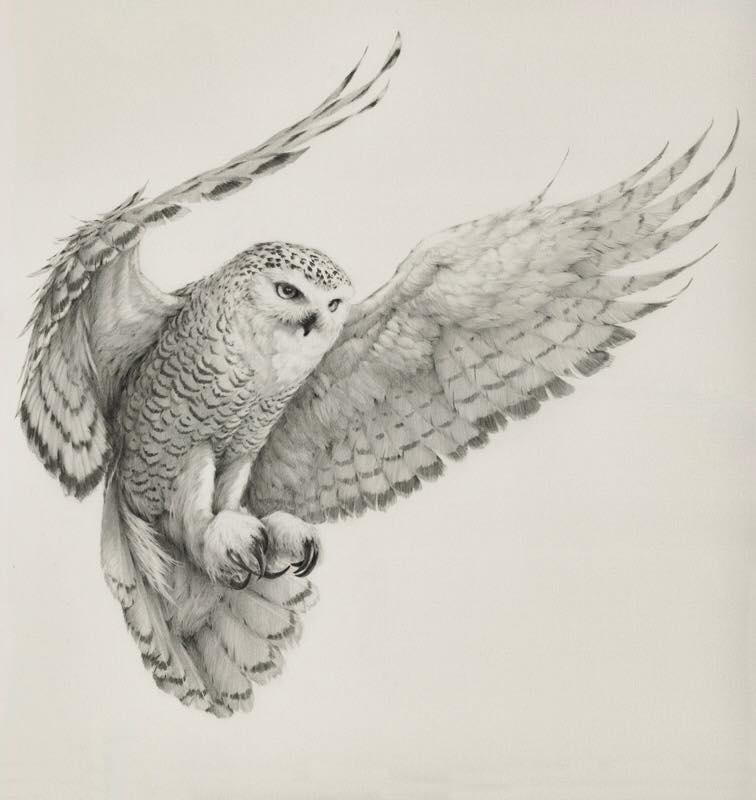 'Owl' by Vanessa Foley