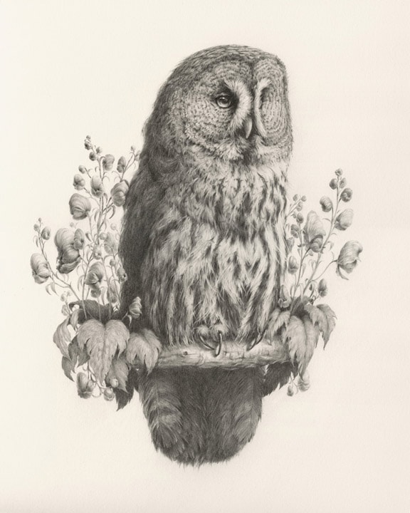 'Wolfsbane' by Vanessa Foley for 'The Silent Aviary'