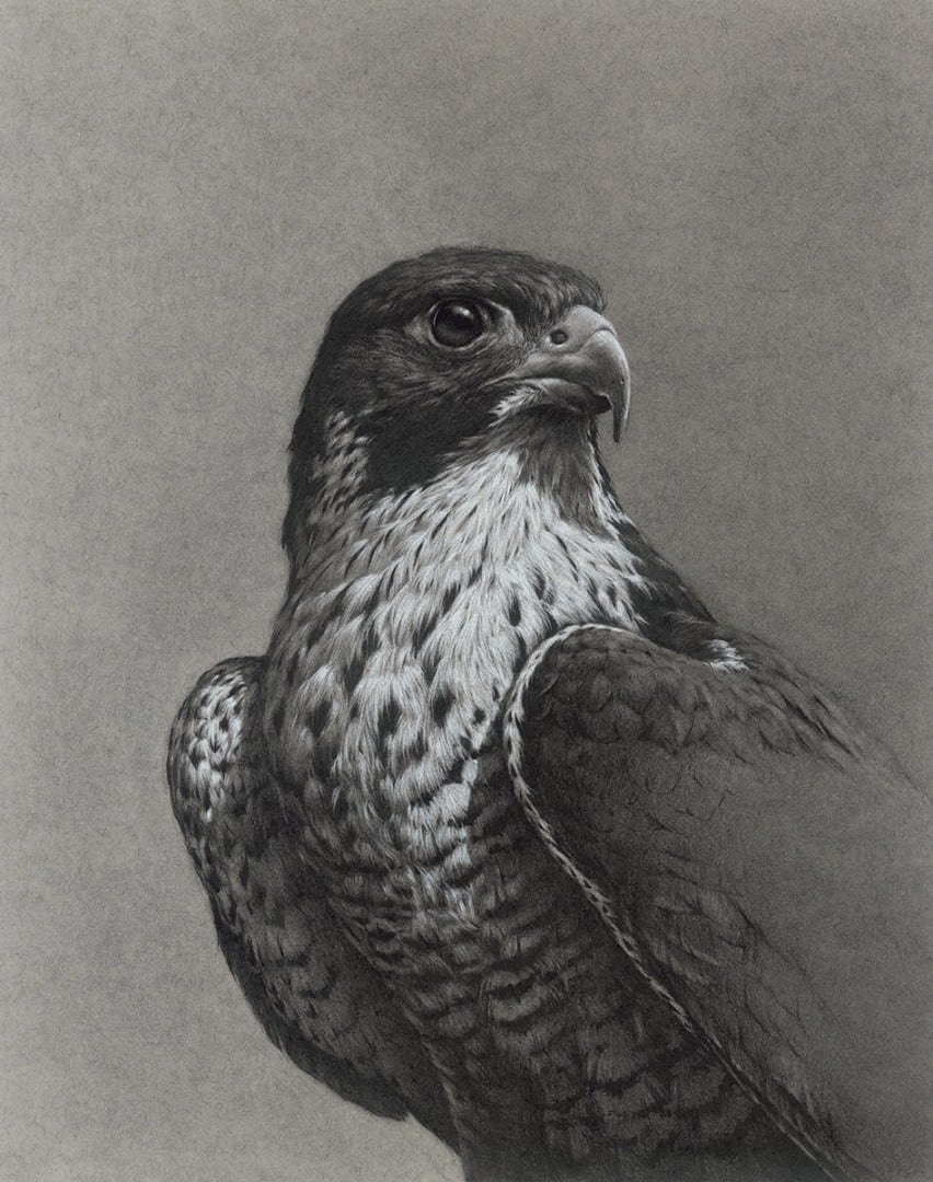 'Peregrine Falcon' by Vanessa Foley