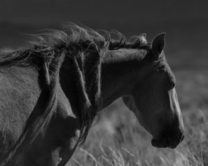 'Wild Mustangs: Morning Sun' by Jessica Cardelucci