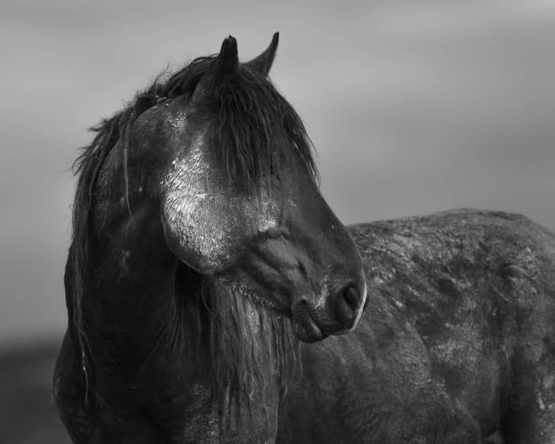 'Wild Mustangs: Portrait of a Stallion' by Jessica Cardelucci